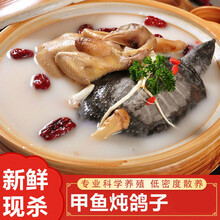 【沉鱼落雁】新鲜乳鸽肉甲鱼肉当天现杀
