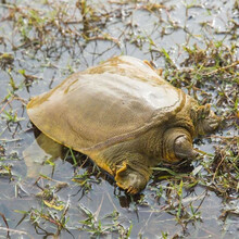 甲鱼活体甲鱼团鱼生鲜活水产王八散养中华鳖 4.5斤外塘青黄公鳖