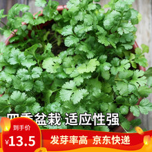 凤鸣雅世 农家小叶香菜种子山东老香菜种子籽抗热耐寒春夏秋冬四季播种大叶芫荽籽种冬阳台盆栽四季蔬菜种孑 四季香菜种子20克