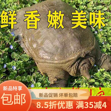 甲鱼外塘黄皮甲鱼活鲜活食用甲鱼放养甲鱼生态活体王八 欧登城娜 青黄老鳖5斤
