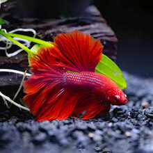 易萌 泰国斗鱼活体半月狮王公母斗鱼繁殖宠物鱼淡水鱼小型热带观赏鱼 精品斗鱼（随机）2只