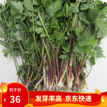 凤鸣雅世 野生山芹菜种子鸭脚板东北野生大叶芹种籽孑东北天然特菜长白山野生品种山野菜种子籽大叶芹种籽 野生山芹菜大叶芹种子5克4袋优惠价