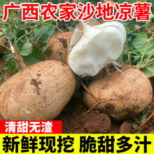 新鲜凉薯时令土瓜5/9斤孕妇蔬菜豆薯农家红土白沙地瓜小番薯 小果5斤【精品装】