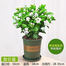 轻奢芊阙茉莉花盆栽花卉四季开花室内好养绿植双色重瓣净化空气 中盆茉莉花【保证成活】开花较多