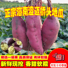 娇瑰 精选品质 海南澄迈沙地桥头富硒地瓜新鲜红薯农家桥沙板栗薯番薯10斤【坏果包赔】 9斤 小果