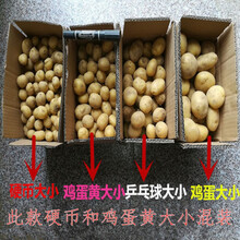 2021河南新鲜土豆马铃薯新鲜蔬菜农家肥现挖现发5斤9斤 5斤混选黄心土豆【小果】