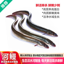 品鲜肴 淡水鱼 生态淡水河鳗/鳗鱼/白鳝 现捕鲜活现杀生鲜水产 约900g（净膛） 鲜活现杀1条
