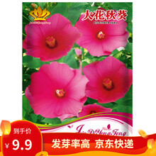 凤鸣雅世花卉种子翠菊种子大花秋葵种子 大花萱草种子地被菊地被石头竹种子 钓钟柳盆栽花卉种籽花种子春季 大花秋葵种子 20粒 10袋优惠价