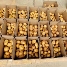 新鲜黄心土豆批发大马铃薯小土豆现挖现发蔬菜 5斤小果