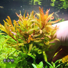 【京选】【鱼缸水草】【水草活体】水族造景鱼缸装饰真水草好养耐活水植物 黄金柳1杯10支【下沉磁环】