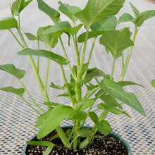 寿禾 台湾竹叶空心菜种子通心菜苗雍菜通菜可多次采收柳叶蔬菜苗种苗阳台盆栽种菜四季春季种籽寿光蔬菜菜籽 荃银三叉空心菜 500克/袋