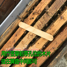 巢虫清木片中蜂巢虫清蜜蜂巢虫青木片 潮虫清木片 槽虫清木片