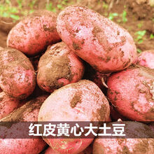 云南新鲜现挖红皮黄心小土豆10/5斤马铃薯 大果：10斤带箱大土豆(净重9斤)