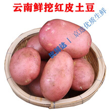 （农家现挖）云南红皮土豆5斤 10斤黄心土豆当季农家 蔬菜红皮马铃薯整箱现挖 当季现货红皮洋芋 5斤