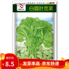 凤鸣雅世蔬菜种子红苋菜种子汉菜籽蔬菜野生菜农家菜四季菜苋野菜春夏季青菜种籽蔬菜种籽菜种子盆栽 蔬菜种籽 白圆叶苋菜种子10克