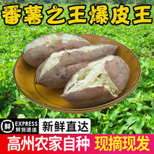 高州爆皮王白心面包王番薯新鲜粉糯板栗红薯农家自产干面地瓜 5斤 大果