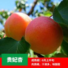 欧悟杏树苗嫁接早熟晚熟甜杏子树苗庭院阳台盆栽地栽果树苗南北方种植 贵妃杏4年苗（当年结果）