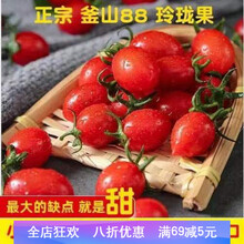 釜山88超甜玲珑圣女果千禧樱桃小西红柿番茄新鲜蔬菜水果 4斤净重装(加冰袋保鲜)