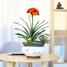 君子兰花大苗绿植花卉盆栽室内植物客厅桌面办公室绿植 君子兰-喜上眉俏（大盆）