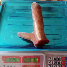 鲜鹿茸整只枝泡酒茶梅花鹿茸头茬二杠东北长白山切连刀鹿茸片煲汤 单支290克-整枝鲜鹿茸图实拍