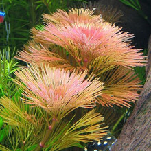 美人雾 水草活体懒人草鱼缸造景有茎类水榕中后景真水草小鱼缸造景 红菊花（8只一组） 