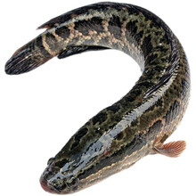 航海日记野生黑鱼淡水鱼鲜活现杀去内脏乌鱼蛇头鱼财鱼乌棒顺丰 3斤/条