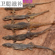 中药材干壁虎 天龙壁宫完整足够干 可打粉  打粉备注即可 精选 国产 50克【如图】