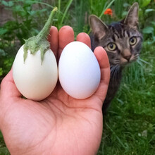 寿禾白蛋茄白茄子种子蛋树春季播种鸡蛋茄白长茄纯白圆茄瓜家庭种植阳台盆栽四季寿光蔬菜种籽菜籽 【像白鸡蛋】白云白蛋茄300粒