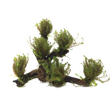 美人雾 沉木水草 活水草鱼缸造景套餐用品水族箱装饰鱼缸 绿松尾6头沉木 