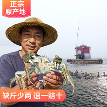 【活蟹】 伊乐草高端 精品太湖大闸蟹六月黄 鲜活现货 特大苏州清水螃蟹  去绳裸重 12只 现货六月黄  尖货1.8-2.1两/只