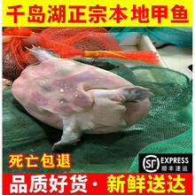 【顺丰冷运】千岛湖甲鱼土鳖鲜活海鲜王八团鱼食用甲鱼包活 千岛湖7年精品公甲1750g