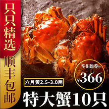 六月黄大闸蟹8-16只【包活-顺丰冷链】舔鲜生鲜螃蟹活体实物河湖蟹清水大闸蟹 【只只带黄】8只装(2.5-3.0两)