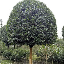 桂花树大树庭院室外种植浓香型原生大型丹桂八月桂四季桂花树苗 四季桂 3公分粗【1.2米-1.5米高】