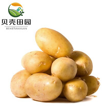 【贝壳田园】土豆黄皮小土豆马铃薯洋芋新鲜时令现挖现发蔬菜 2.5kg