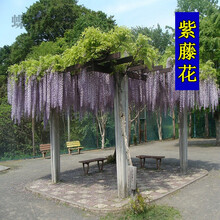 蝶沾花 木本藤本植物种子紫藤花种子四季种易活多年生攀爬攀援花籽花草种子庭院春天爬藤花卉种籽 紫藤种子 半斤