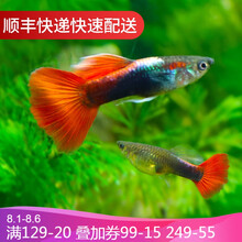 鱼官儿 孔雀鱼活体小型热带观赏鱼淡水鱼鱼缸造景凤尾鱼 红扇孔雀鱼1对