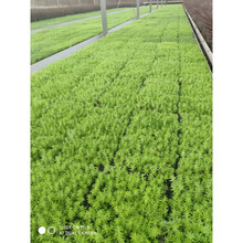 佛甲草地皮植物佛甲草庭院屋顶阳台工程好养草皮多年生北方可过网红草虎雀 42乘42方盘3盘带托子 3盘0.5平方密植 带盆栽好