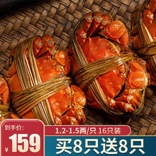 【现货】今锦上 六月黄鲜活大闸蟹  现货实物 螃蟹礼盒 海鲜水产 1.2-1.5两/只 16只装