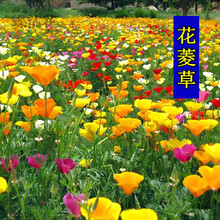 蝶沾花 室外花卉种子花菱草多年生耐寒绿化花籽金英花四季种易活花种子户外花草盆栽园林庭院花种 花菱草 1千粒