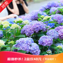 【虹越】大花绣球花盆栽苗 无尽夏花手鞠铆钉绣球八仙花庭院阳台花卉 无尽夏1加仑