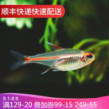 鱼官儿 热带观赏鱼红绿灯科鱼活体宠物小型淡水鱼群游灯鱼 红灯管10条（1-2cm）