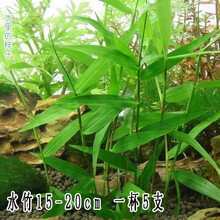 【水草活体】【真水草】好养耐活真水草植物绿菊鱼缸水草造景 玉竹3杯+陶瓷环