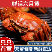 【活蟹】蟹家长大闸蟹 六月黄大闸蟹鲜活 螃蟹 大闸蟹鲜活 公母蟹河蟹活物 1.0-1.5两17+5只