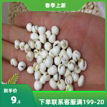花支蕊中药材种子川贝贝母种子青贝浙贝甘肃贝种子阳台庭院盆栽种植包邮 太白贝种子一斤