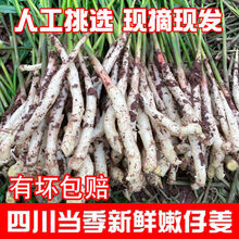 四川嫩姜农家新鲜仔姜红头姜芽子姜仔姜新鲜蔬菜带泥仔姜 四川嫩仔姜1斤