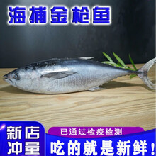 【顺丰速运】深海金枪鱼整条]鲜活速冻家庭聚餐宝宝辅食营养丰富 姬美食尚 5-5.5斤(1条)