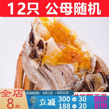 【活鲜】大闸蟹全母4.0-3.5两18只鲜活螃蟹活体现货礼盒 塔布莫特 (公母2.8-2.3两)12只