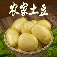 土豆 山东新鲜大土豆农家自种蔬菜黄心土豆黄皮马铃薯洋芋 1000g