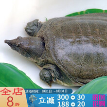 甲鱼外塘大甲鱼活体生态王八中华鳖老鳖苗团鱼 1.8-2斤野外老鳖