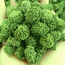 三七花 云南文山特产特级三七花泡茶精选田七花茶 新花四年花 三七花250克袋装